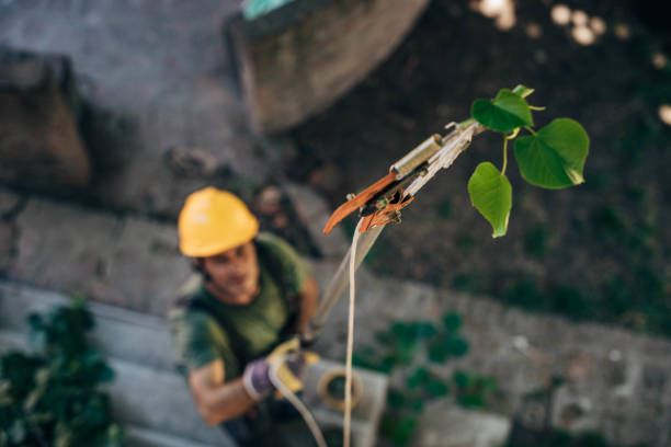 The Steps Involved in Our Tree Care Process in Genola, UT